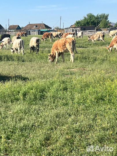 Корова дойная с теленком