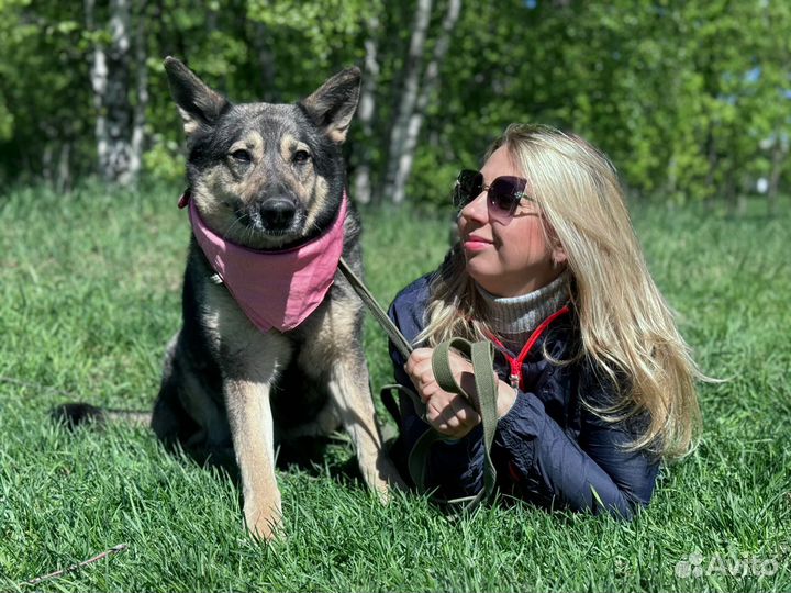 Ариэль, собака из приюта Некрасовка