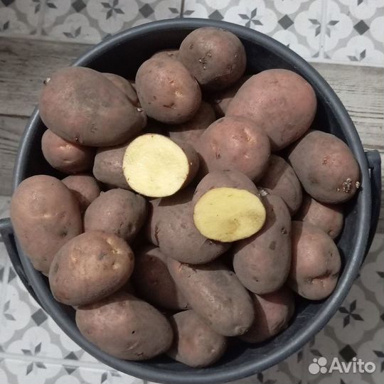 Продаю картофель сорта тарас, едовый, 10 л