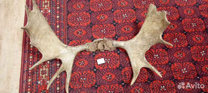 Продам рога лося