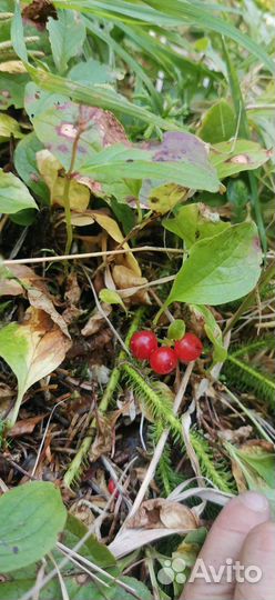 Сироп клоповки(красники) 0,5л