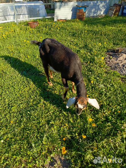 Коза и козлята