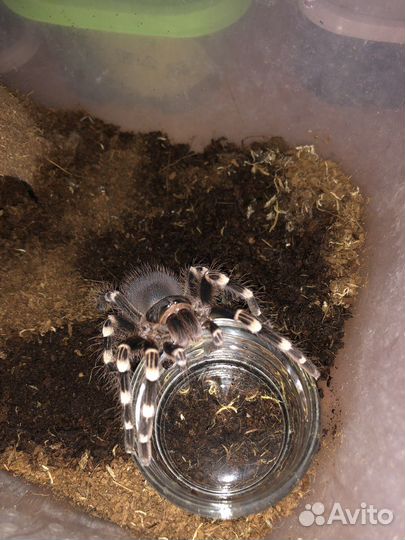 Паук птицеед