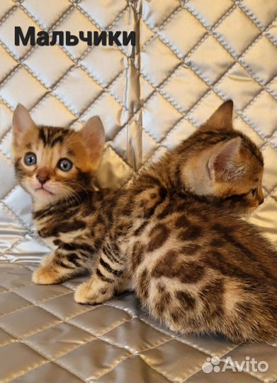 Бенгальские котята
