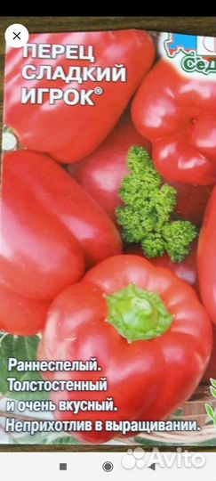Перец сладкий. Мощная рассада