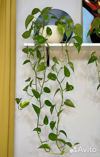 Сциндапсус золотистый (эпипремнум)