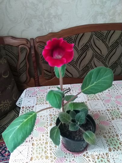 Глоксиния Скарлет