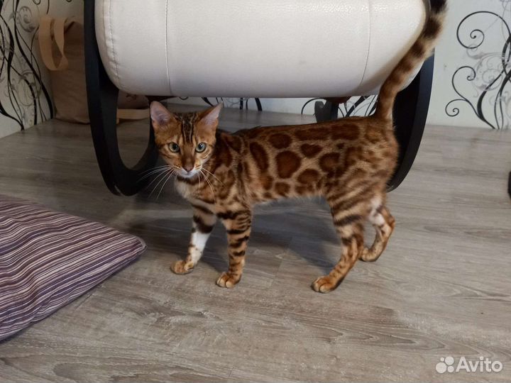 Бенгальская