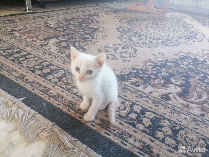 Котёнок 1.5 мес