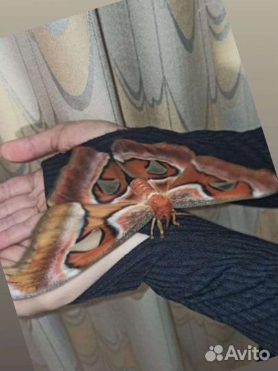 Ферма тропических бабочек