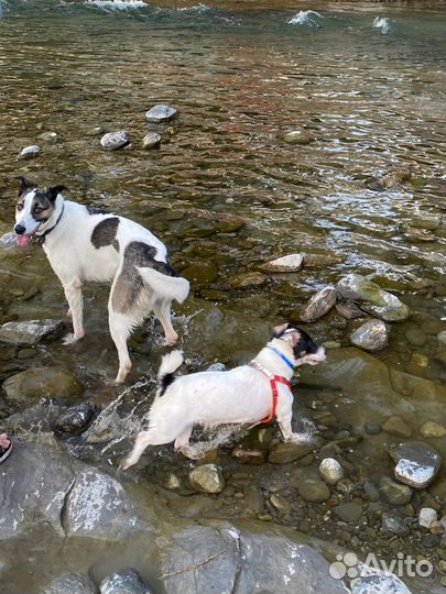Передержка собак, квартира