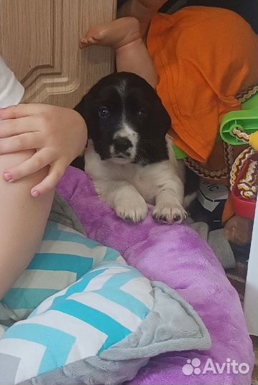Продам щенка