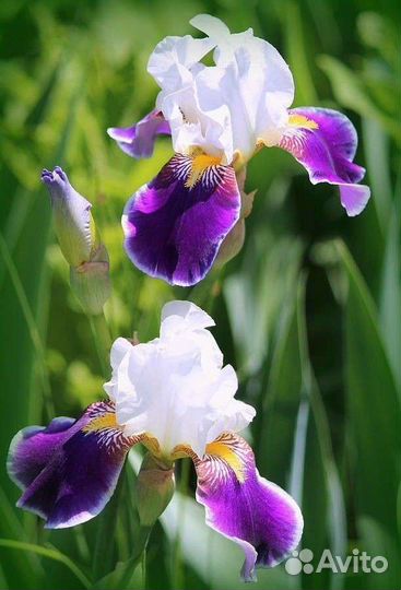 Ирисы сортовые