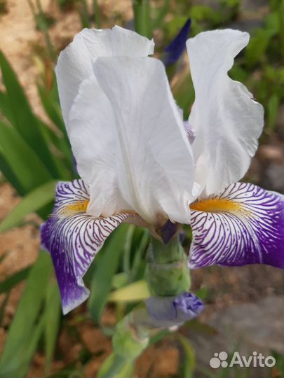 Ирисы сортовые,ежевика сортовая