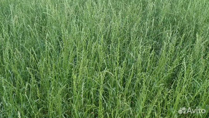 Райграс однолетний (сорта Изорский, Рапид (рс1)