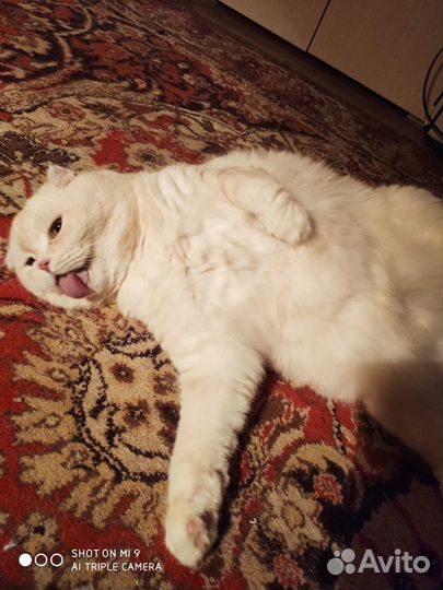 Отдам кота в добрые руки
