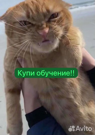 Обучение Бариста,обучили даже кота