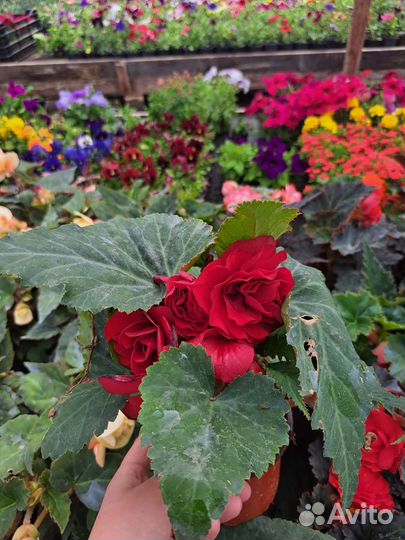 Бегония клубневая