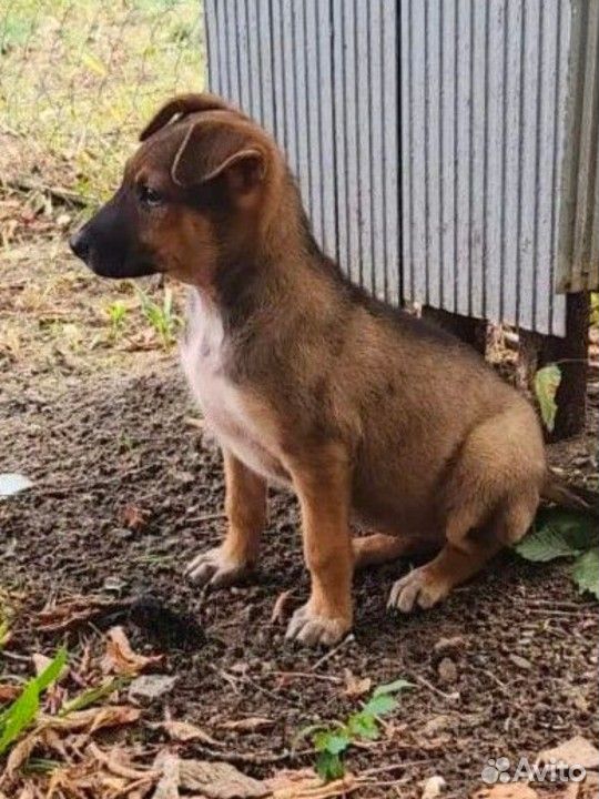 Щенок в добрые руки, Воронеж