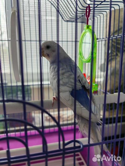 Волнистый попугай отдам