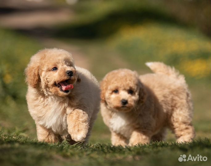 Мальтипу Готовы к переезду мальчик и девочка
