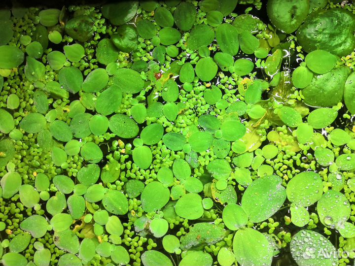 Аквариумные растения