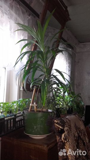 Продам пальму