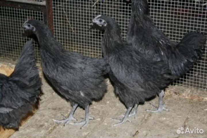 курочки леггорн. голуби мурые николаевские. аспидная голубая индейка. авито тула птица. авито тула птица.