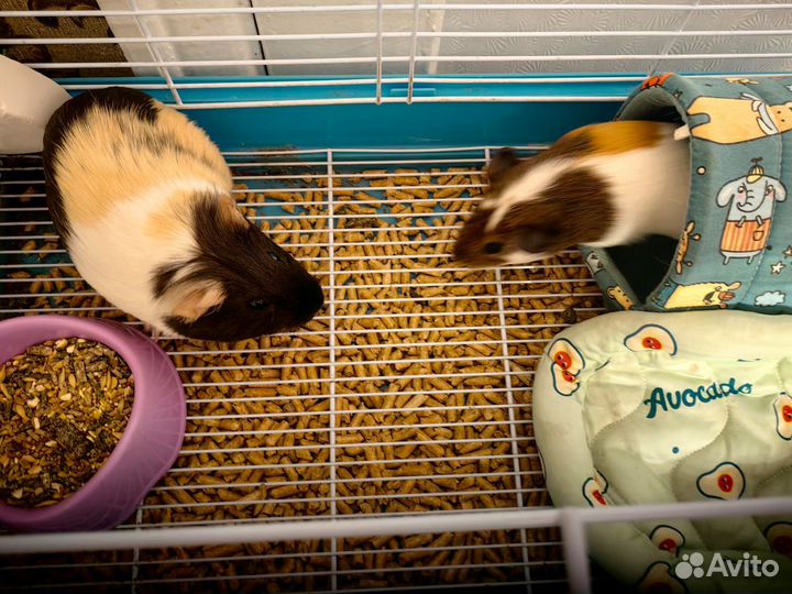 Морская свинка