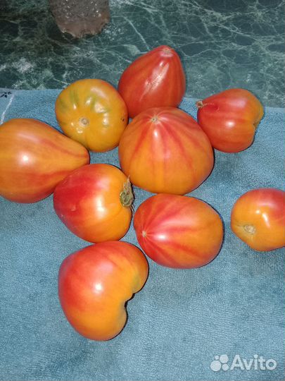 Семена томатов