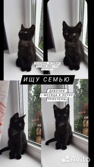Котята ищут дом