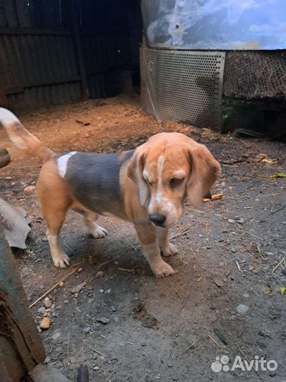 Продаю племенного кобеля