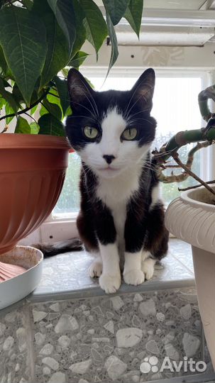 Погибают кошки