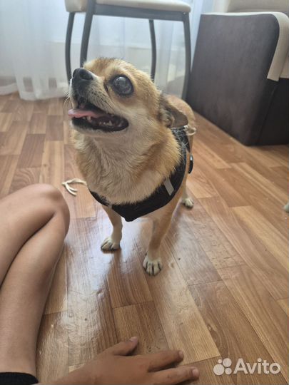 Отдаём в добрые руки