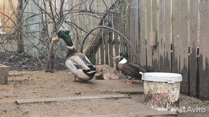 Селезень башкирский и подсадной утки