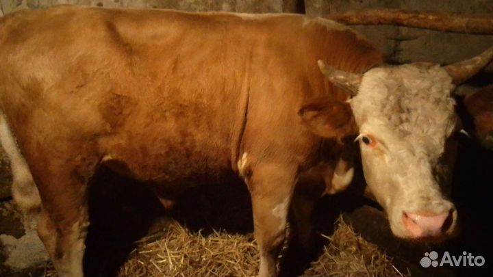 Бык производитель