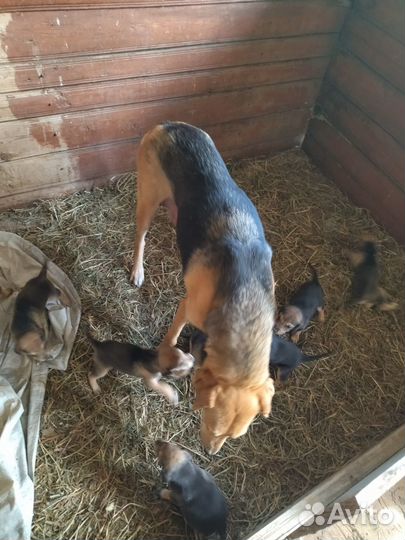 Продаются щенки руской гончей