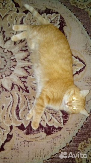 Передержка животных