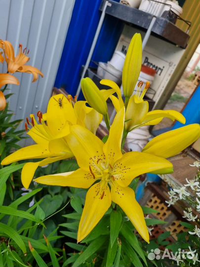 Лилии луковицы