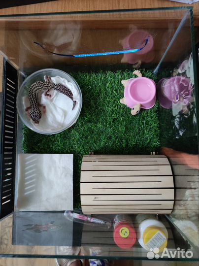 Передержка маленьких собак и средних