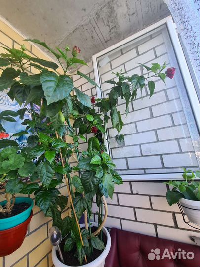 Гибискус китайская роза