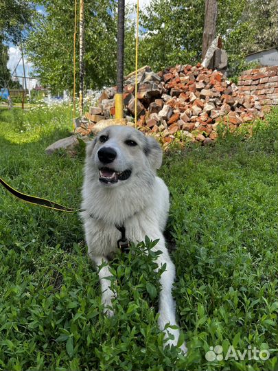 Собака в добрые руки