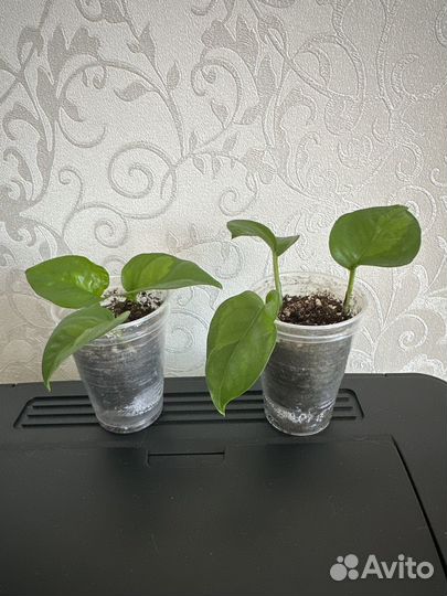 Эпипремнум Глобал Грин