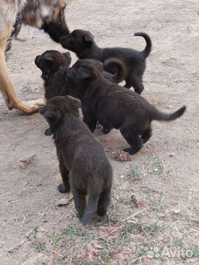 Щенки в добрые руки