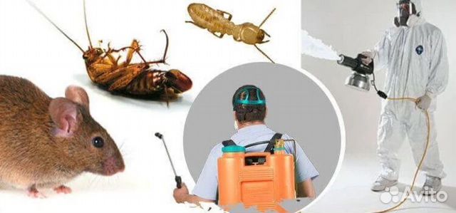 Уничтожение тараканов или травля клопов объявление продам