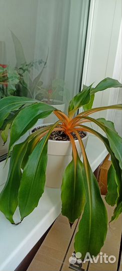 Хлорофитум оранжевый