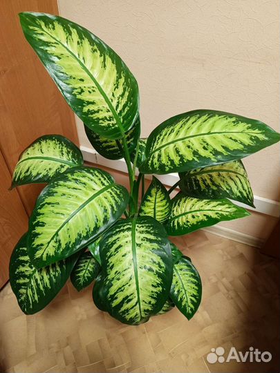 Диффенбахия