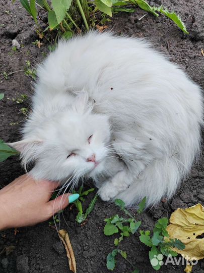 Котики бесплатно