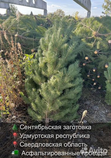 Елка сентябрьская новогодняя опт