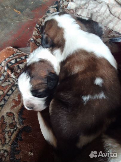 Щенки сенбернара